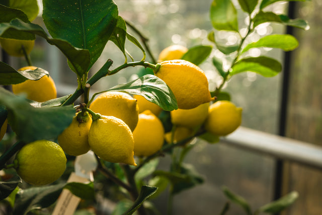 Zesty Lemon White Balsamic Vinegar