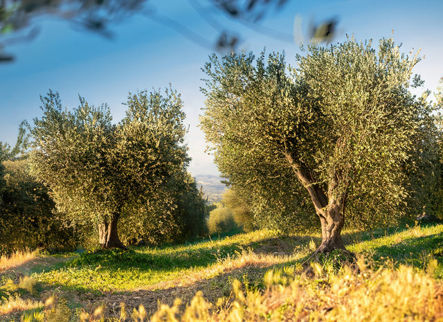Umbrian EVOO 250mL